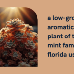 Charm of a Low-Growing Aromatic Plant of the Mint Family in Florida, USA
