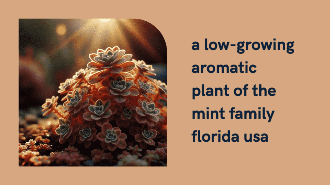 Charm of a Low-Growing Aromatic Plant of the Mint Family in Florida, USA